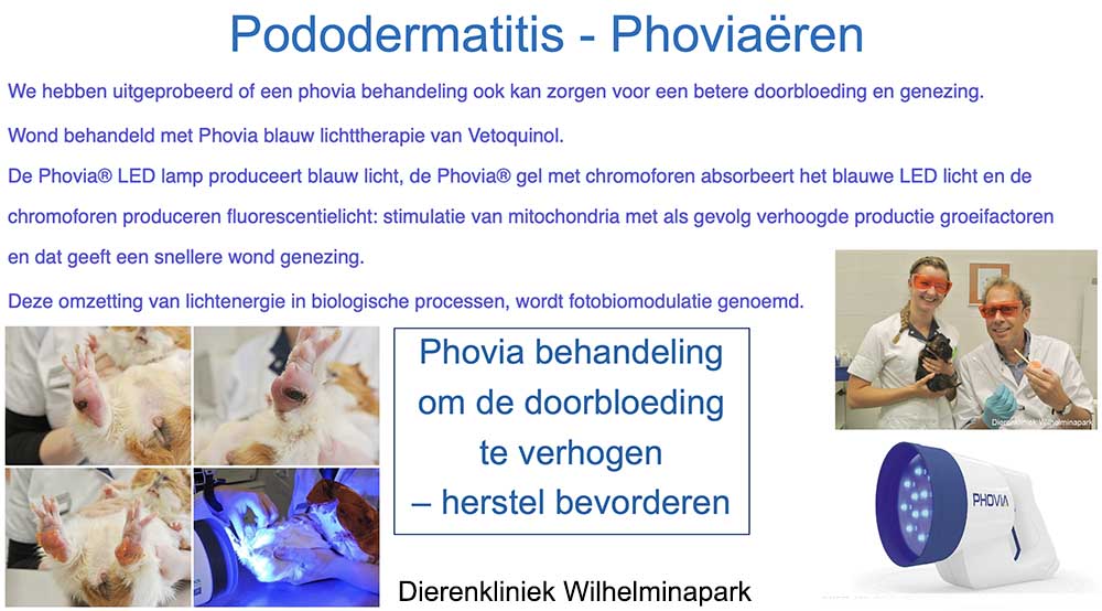 Een bumblefoot phovia�ren